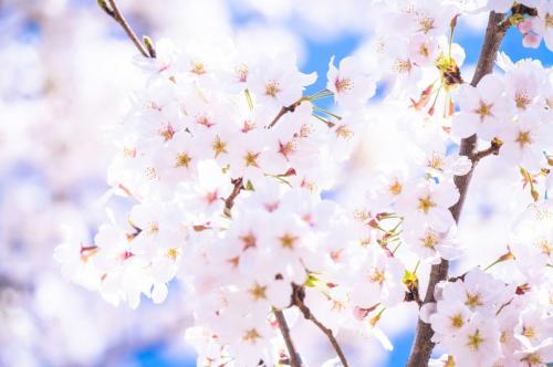 ブログ写真 - 桜